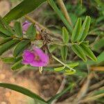 Tephrosia subtriflora Blodyn