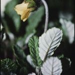 Dryas drummondii Flower