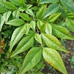 Nandina domestica Лист