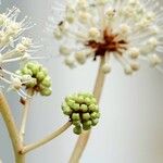 Fatsia japonicaFrukt