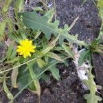 Crepis capillaris Leaf