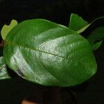 Monanthotaxis foliosa Hostoa