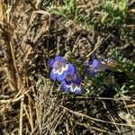 Penstemon speciosus Fiore