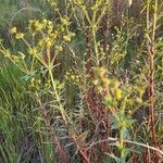 Euphorbia terracina Leaf