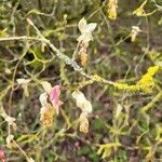Corylopsis sinensis Kvet