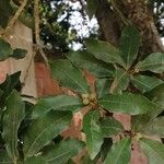 Quercus lancifolia ഇല