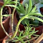 Peperomia dolabriformis Liść