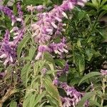 Salvia leucanthaFlor