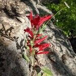 Salvia roemeriana Flor