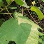Macaranga saccifera Лист