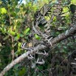 Lindsaea stricta Bark