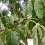 Markhamia tomentosa Blatt