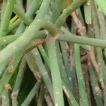 Rhipsalis floccosa Bark