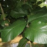 Simira maxonii Leaf