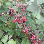 Rubus gratus Vaisius