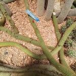 Cleistocactus winteri Blad