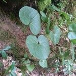 Asarum caudatum ᱥᱟᱠᱟᱢ