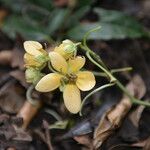 Senna hayesiana Flower