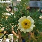 Argyranthemum maderense Fleur