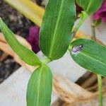 Commelina erecta Ліст