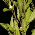 Sida cuspidata Hoja