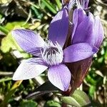 Gentianella germanica Fleur