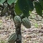 Theobroma cacao Plod