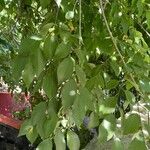 Ulmus americana পাতা