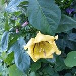 Solandra maxima Flower