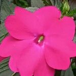 Impatiens walleriana Квітка