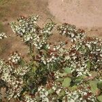 Combretum racemosum Habit