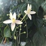 Millingtonia hortensis ফুল