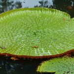 Victoria amazonica Yaprak