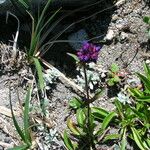 Penstemon procerus Yeri