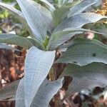 Persicaria senegalensis Leaf