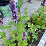 Agastache foeniculumFloare