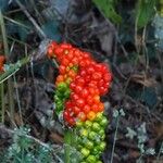 Arum italicum 果實