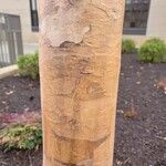 Acer griseum Bark