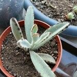 Kalanchoe tomentosa Folha