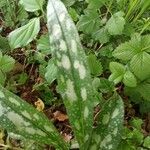 Pulmonaria longifoliaLehti