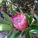 Protea caffra Flower