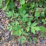 Artemisia princeps Листок