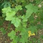 Hibiscus vitifolius Hoja