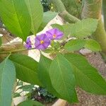 Solanum laciniatumफूल