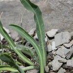 Hieracium glanduliferum Habit