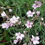 Petrorhagia saxifraga Flower