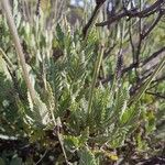 Lavandula minutolii Leaf