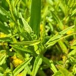 Lysimachia thyrsiflora Leaf