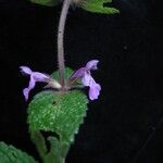 Stachys rigida Hábito