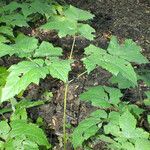 Actaea elata Hostoa